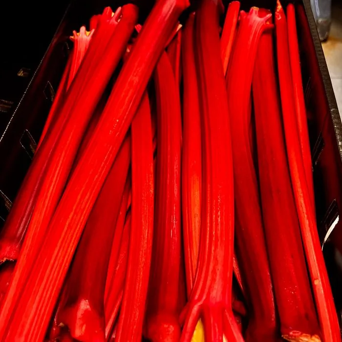 Crimson Oregon rhubarb delivered to the Restaurant Beck kitchen